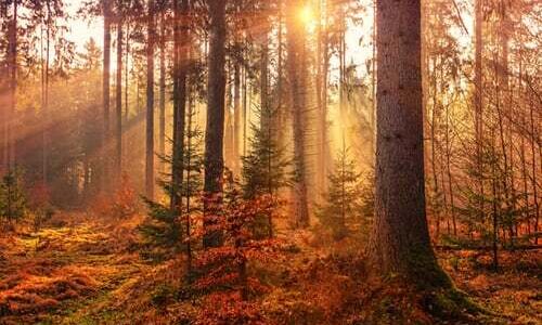 Fall scene
