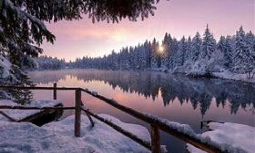 Snowy Lake Trees